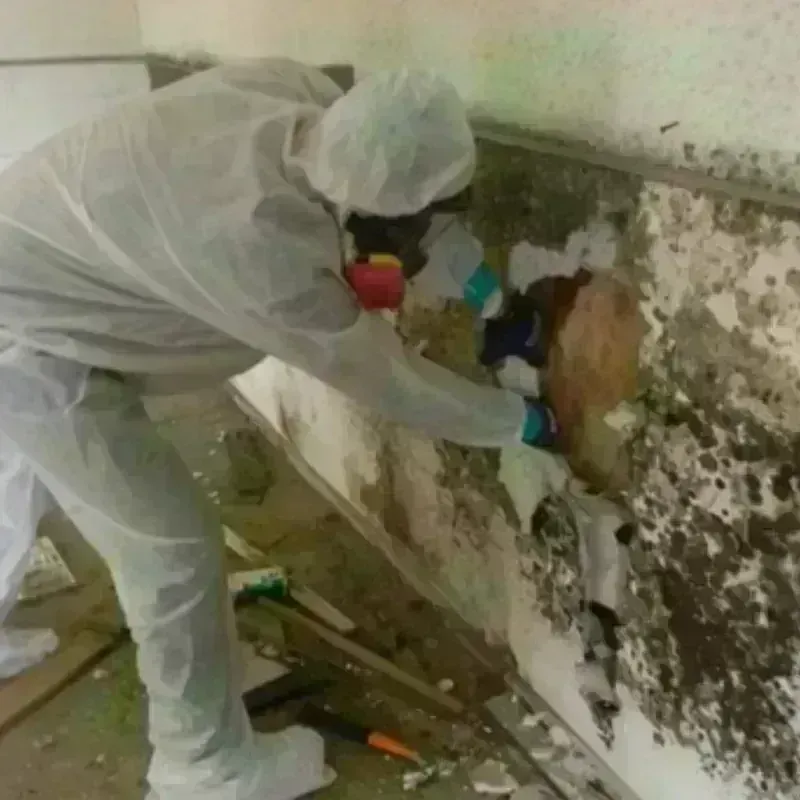 Mold Remediation and Removal in Cottonwood, MN